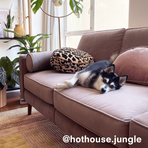 @hothouse.jungle